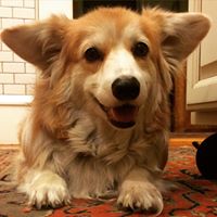 Barclay the Corgi