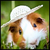 Hamsters &amp; Guinea Pigs Lovers